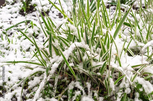 Snow-covered grass in the morning light, a sign of changing seasons and climate.