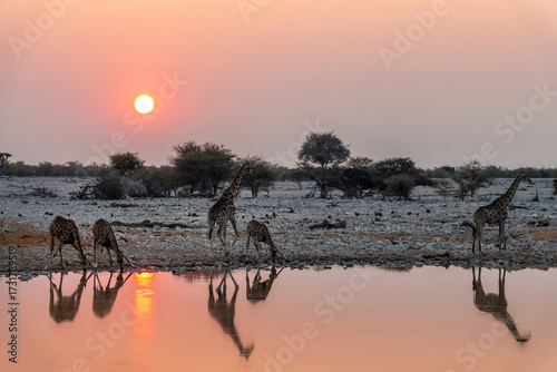 Quadro em tela Giraffes at Okaukuejo waterhole in Etosha National Park at sunset, water reflect