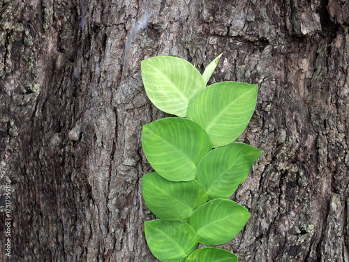 Rhaphidophora Celatocaulis plants growing on the tree.