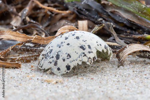 Close up of a broken seagull eggshell in the sand with seaweed.