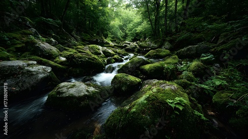Mossy Stream in Forest