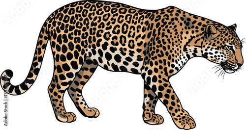 Leopard walking illustration, wild animal vector, realistic big cat graphic, spotted fur detail, jungle predator clipart, isolated wildlife design