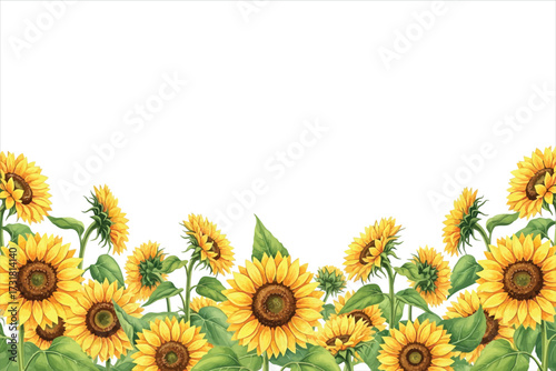 Vector art of abundant sunflowers with green leaves, creating a vibrant floral border, perfect for adding a touch of summer and natural beauty to any design