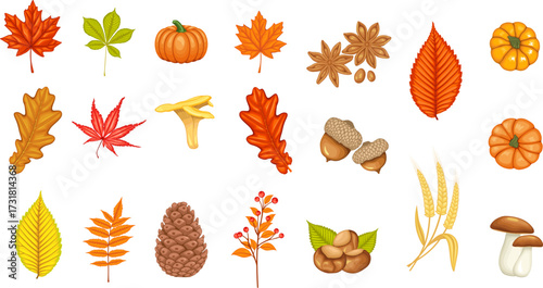 Autumn icons set. Seasonal fall foliage maple, oak, elm, pumpkin, fir cone, mushrooms, chestnut, leaves rhus typhina and autumn berries