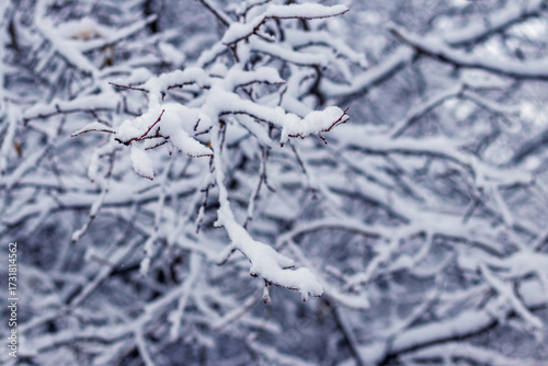 Snow-covered tree branches in the foreground against the backdrop of a snow-covered winter forest