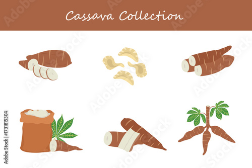 cassava collection in different style. Vector illustration.