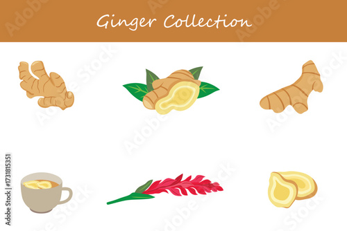 ginger collection in different style. Vector illustration.