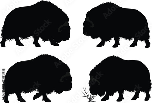 Musk ox silhouette vector, grazing walking standing sniffing poses, wild Arctic animal clipart, black shaggy mammal graphic, isolated design