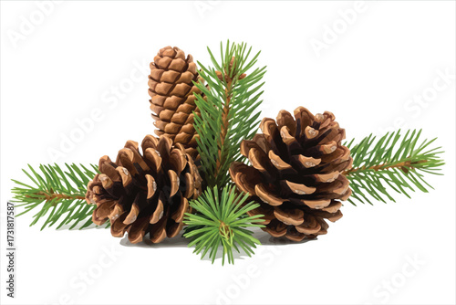 Vector art of pine cones and fir branches natural decoration for christmas and new year evergreen tree branch with brown cone winter holiday ornament