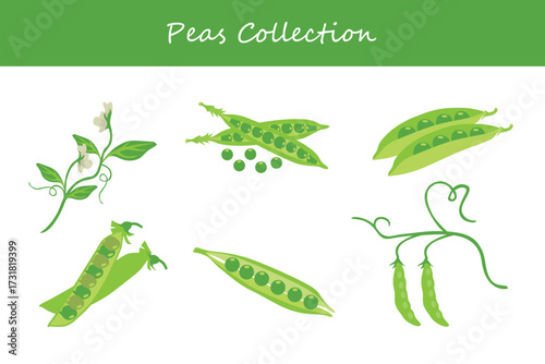 peas collection in different style. Vector illustration.