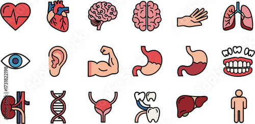 Flat Line Simple Human Anatomy Organ And Body Part Icon Collection