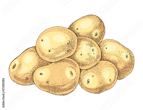 Raw potatoes hand drawn vector