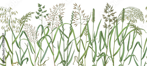 Wild grass seamless vector pattern