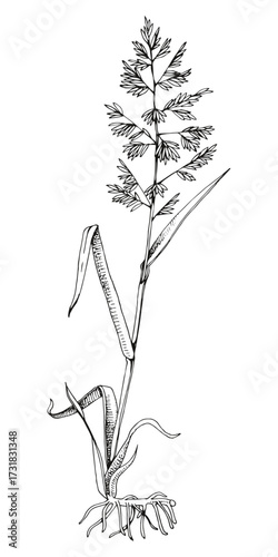 Reed canary grass botanical sketched illustration vector