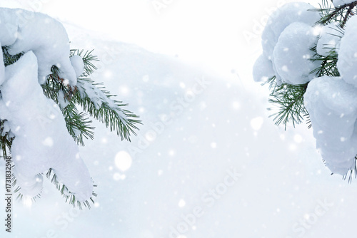 Pine branches in the snow. Winter forest. Landscape.