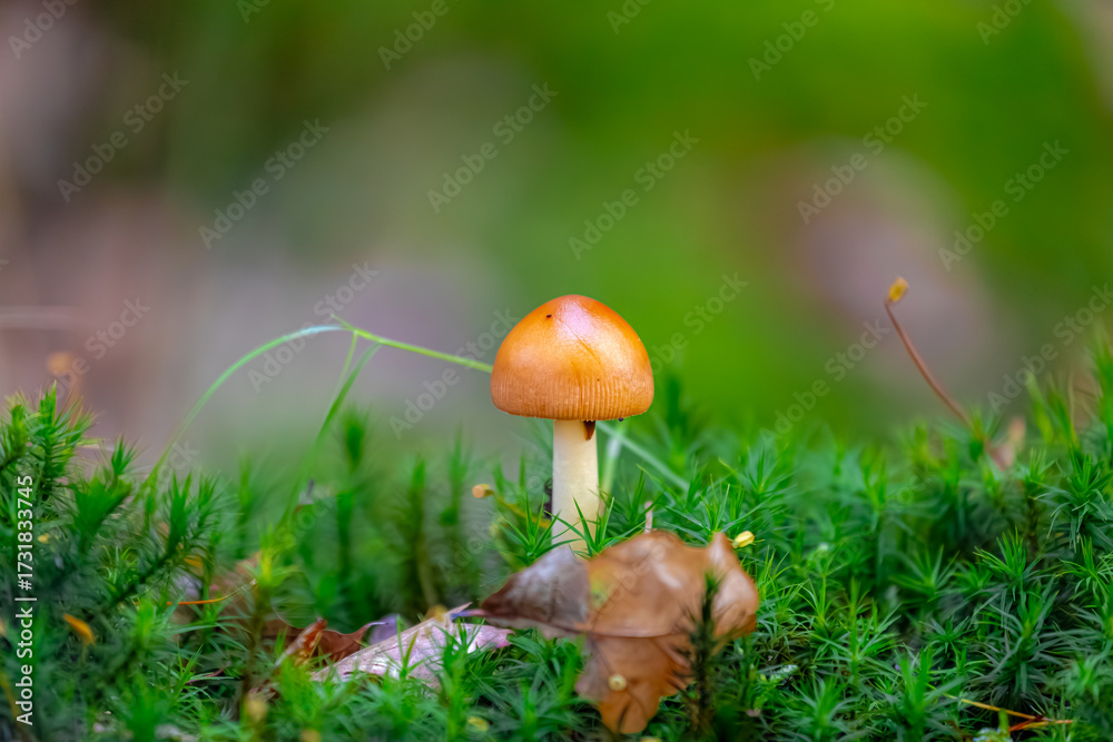 Fototapeta premium Selective focus of wild mushrooms in forest, Amanita fulva commonly called the tawny grisette or the orange-brown ringless amanita is a basidiomycete mushroom of the genus Amanita, Natural background.