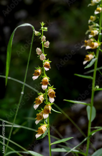 Flowering plant (Digitalis laevigata) close-up in natural habitat
