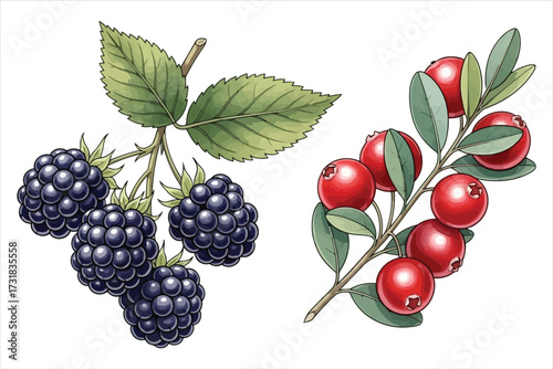 Vector art of watercolor illustration of blackberries and cranberries handdrawn botanical illustration of forest berries for design, print or background
