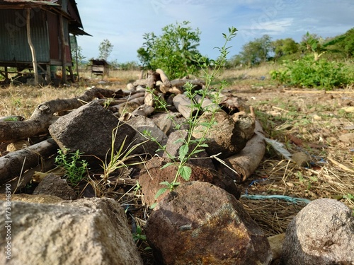Obraz na plátně An evocative glimpse into the untouched beauty of a rustic countryside, featurin