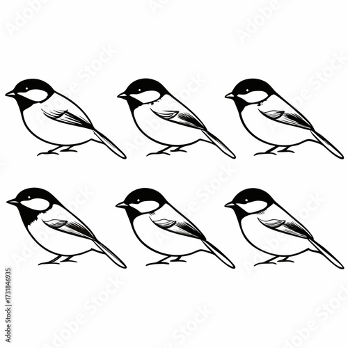Six chickadee birds in a row vector illustration of birds