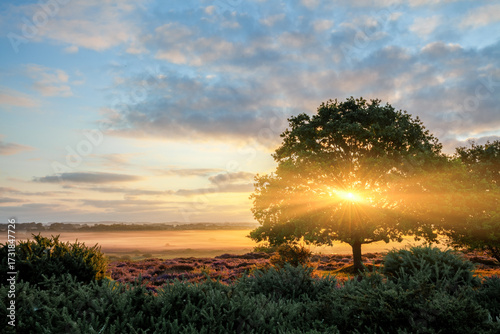 Golden sunrise peeking though a mature oak tree in Norfolk UK