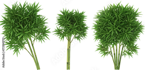 Green bamboo plants isolated on white background illustration