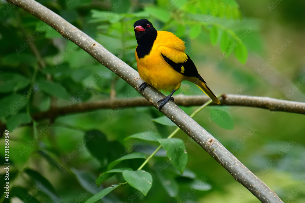 Fototapeta premium Black-hooded Oriole showcases vibrant yellow plumage contrasted by a solid black head, breast, and wings, accented with a distinctive red beak, perched serenely on a branch.