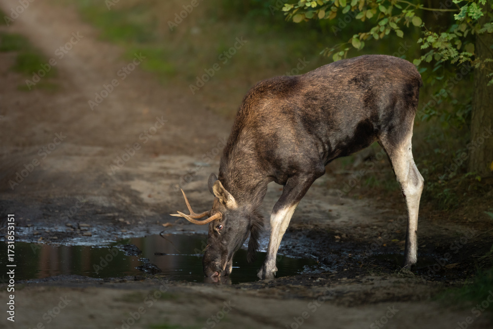 Obraz premium Mammals male bull Moose ( Alces alces ) North part of Poland, Europe dark foggy morning in forest road, animal drinks water from a puddle