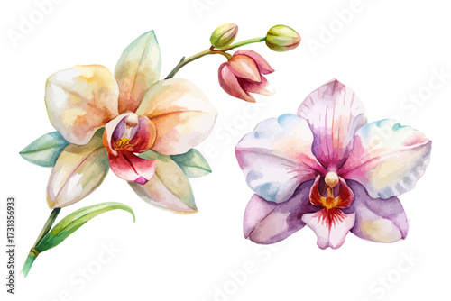 watercolor orchid and tropical flower set for decor isolated on white background