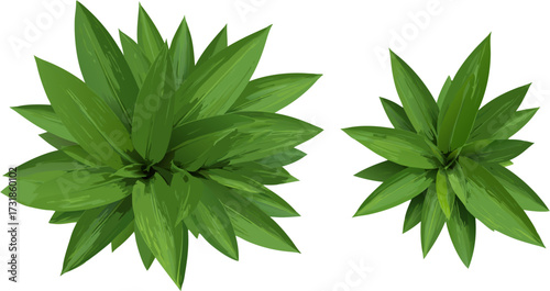 Overhead view of green plants against a white background