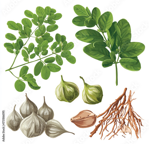 Moringa Oleifera botanical illustration showing leaves fruit seed and root for dietary supplements and alternative medicine practices