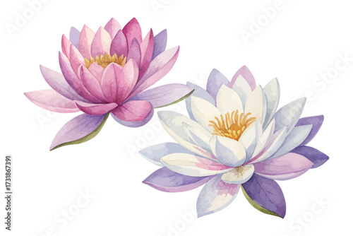 watercolor lotus flowers floating isolated on white background