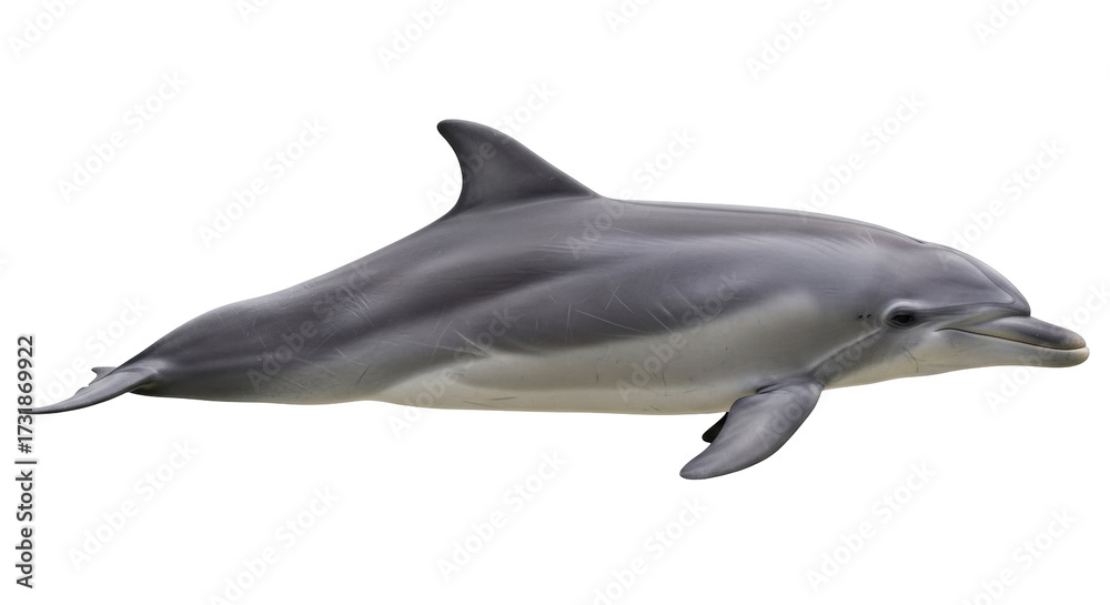 Obraz premium Isolated Bottlenose Dolphin in Swimming Posture with Smooth Skin and Streamlined Body Shape