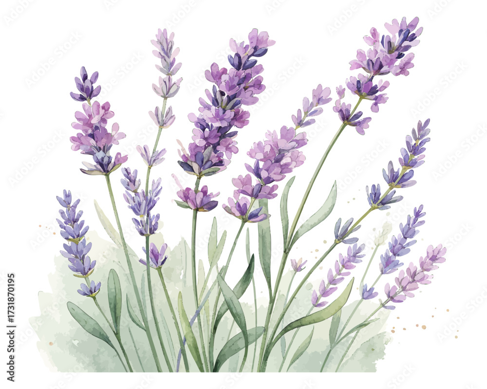 Obraz premium Watercolor Lavender Flowers with Stem Hand Painted vector illustration