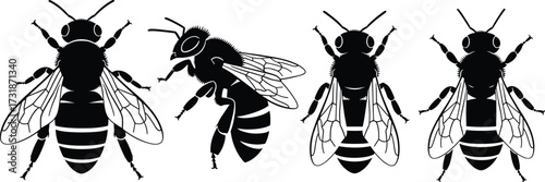 Bee insect illustration, black and white vector drawing, flying honeybee sketch, entomology design, top view, side profile, detailed wings, anatomy art