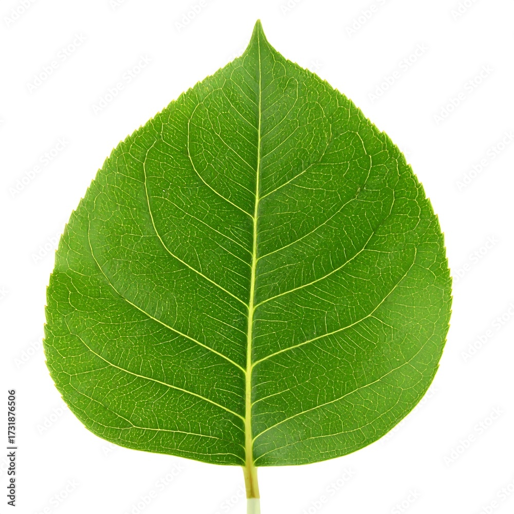 Obraz premium Close-up of a vibrant green leaf (14)
