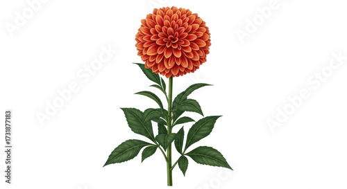 Isolated orange Dahlia flower with green leaves and stem; an elegant, bright botanical art illustration