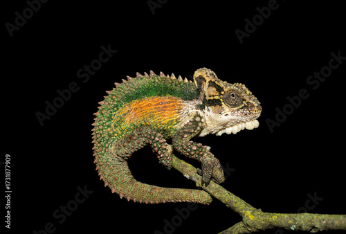 A stunning Natal Midlands Dwarf Chameleon (Bradypodion thamnobates), climbing a tree. A near threatened chameleon species endemic to inland Midlands, South Africa