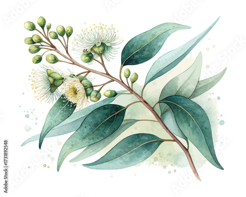 Watercolor Eucalyptus Leaf and Flower Branch isolated on white background