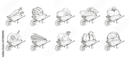 Set of sketches of a farm wooden cart with vegetables. Wheelbarrow with carrots, artichokes, potatoes, cucumbers, tomatoes, garlic, corn, onions, pumpkins, cabbage.