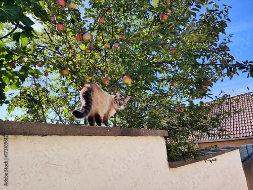 Alley cat walking on a wall near an apple tree