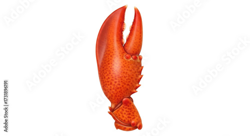Isolated Lobster claw, a red cooked shellfish appendage for grabbing and crushing food items