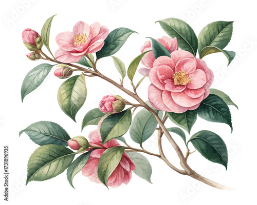 Watercolor Camellia Flower Branch with Leaves isolated on white background