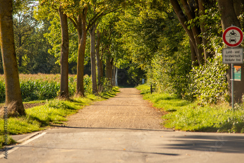 Allee mit Laubbäumen, Kreis Heinsberg