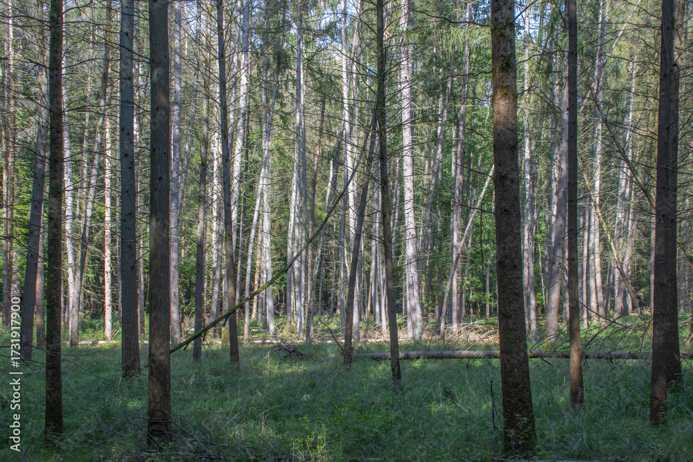 Obraz premium Dense Spruce Forest With Straight Thin Tree Trunks and Green Grass Floor with copy space