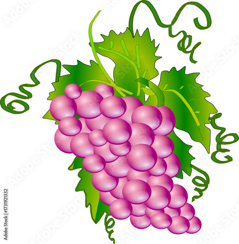 Bunch of Purple Grapes
