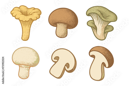 Diverse collection of edible mushrooms featuring whole and cross-section views for culinary and botanical designs