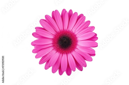 A detailed macro shot of a bright pink blossom with evenly spaced petals forming a perfect circle, set against a pure white backdrop.