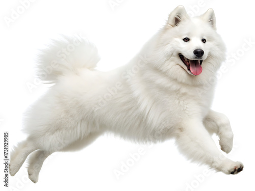 A fluffy white samoyed dog is leaping through the air with its tongue out on a white background shot in studio