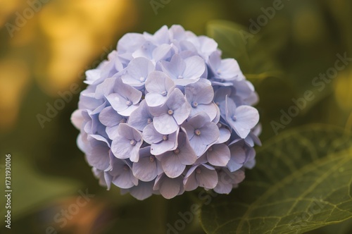 Close-up of delicate pale purple hydrangea flowers